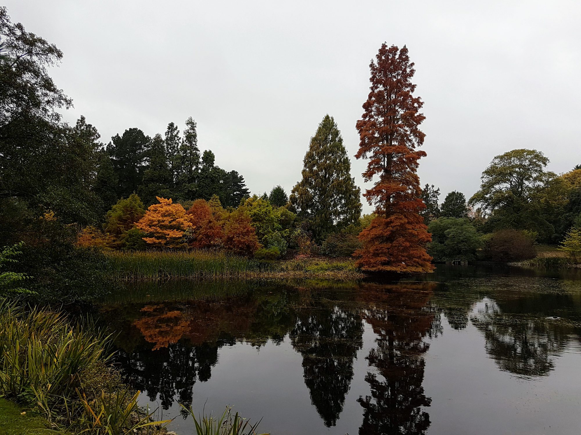 A still pond reflecting autumn trees