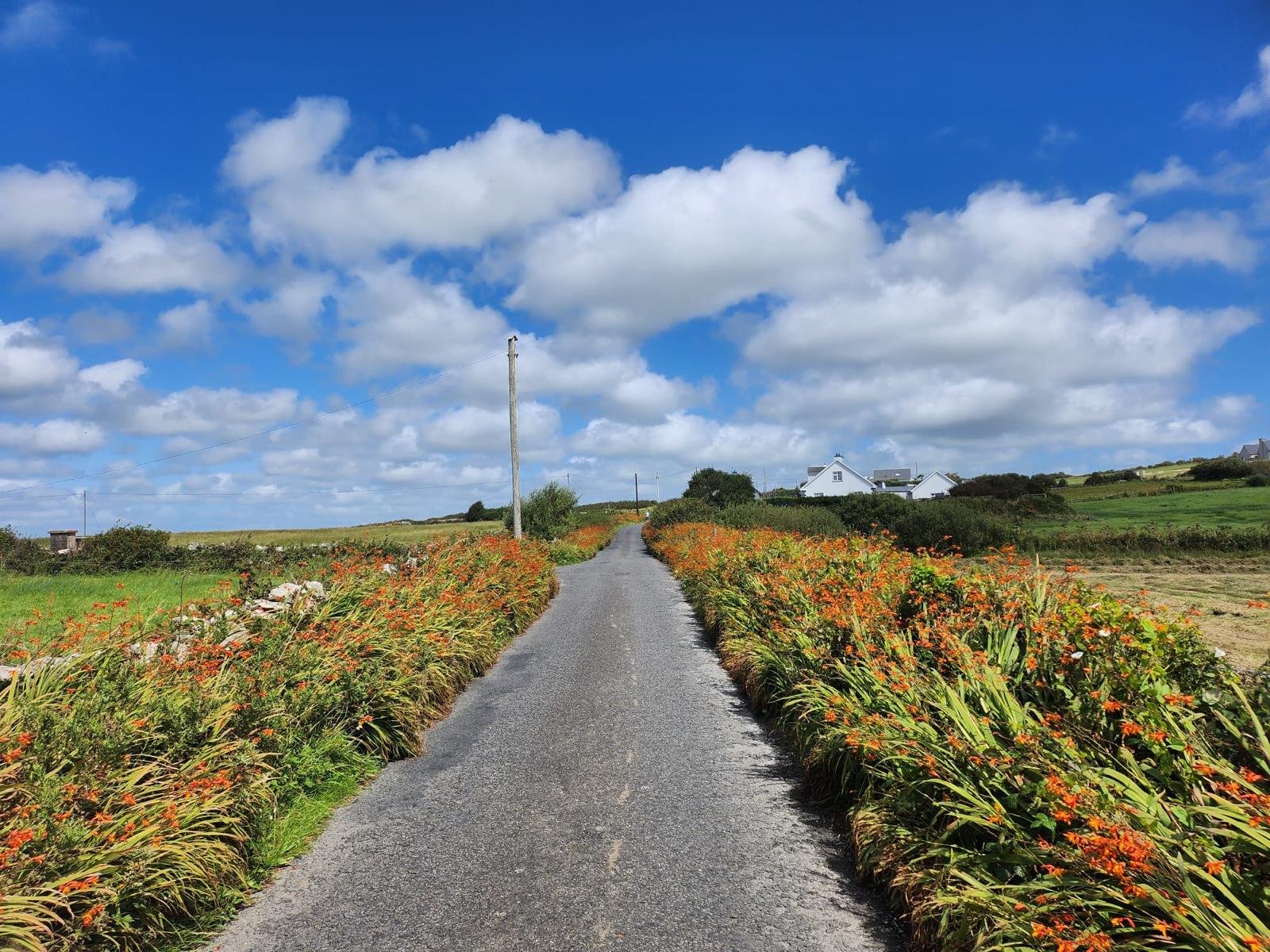 An Irish country road lined with orange montbretia, leading toward a distant house