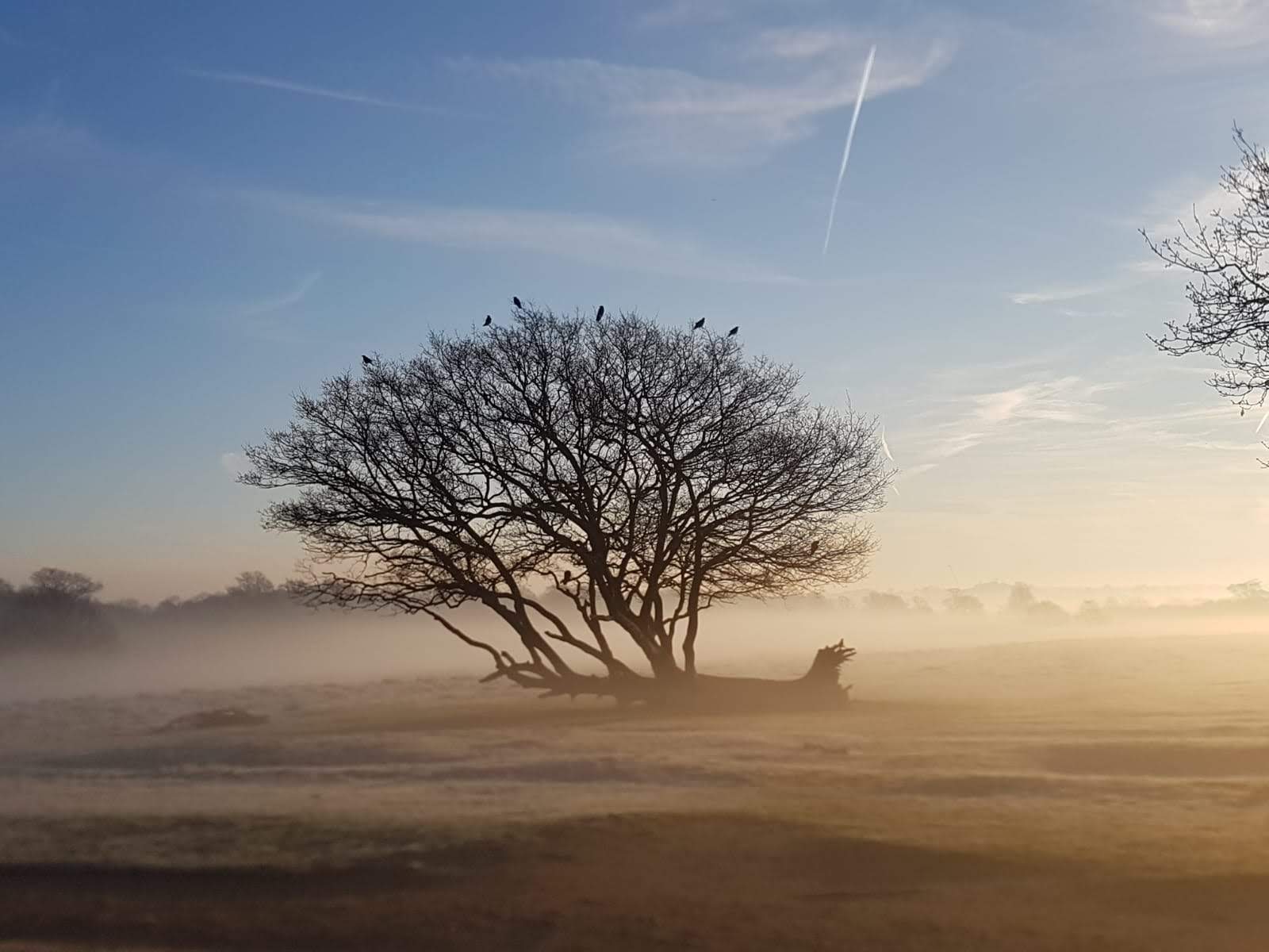 Misty climbing tree