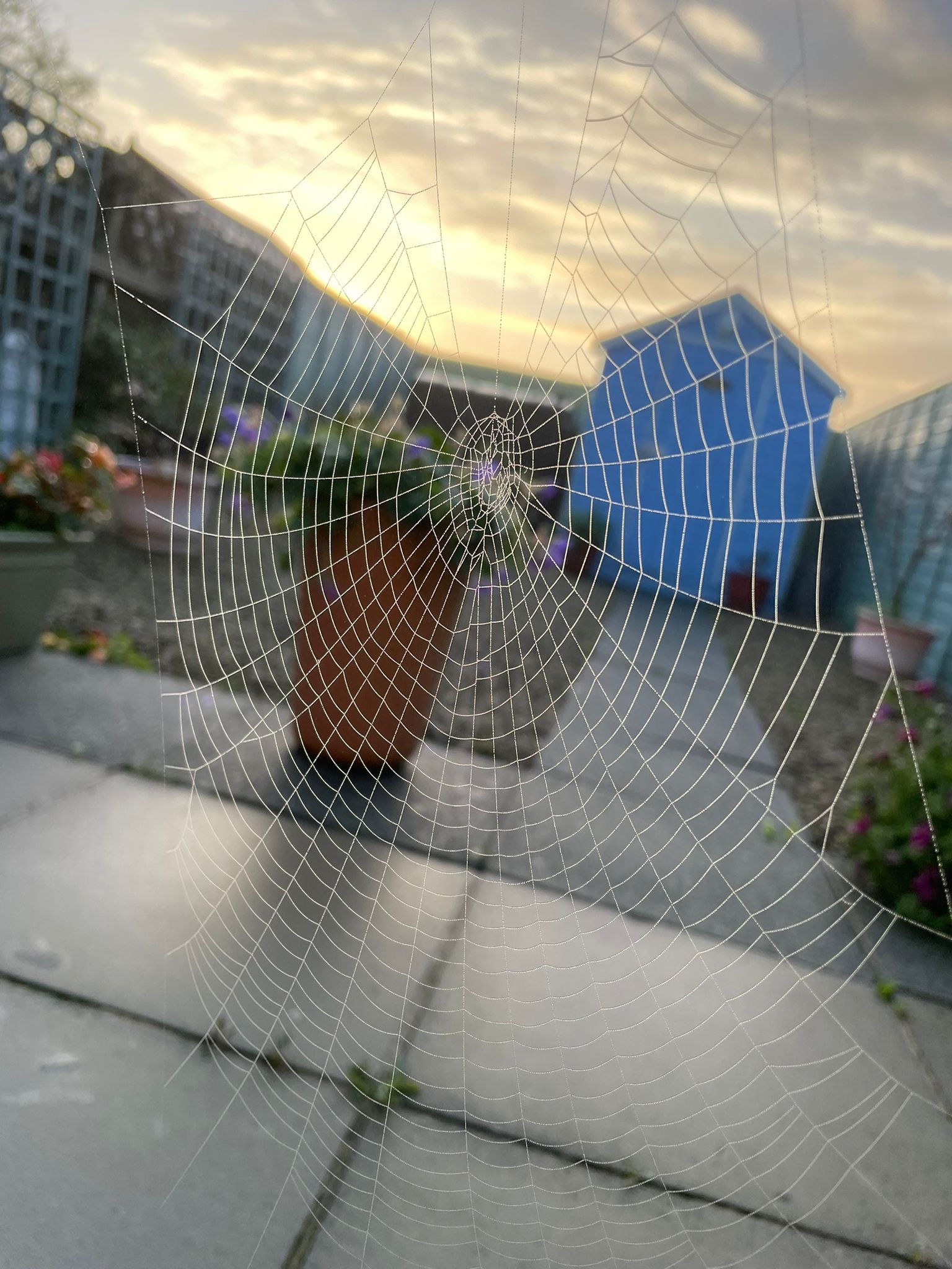 Spider web in morning light