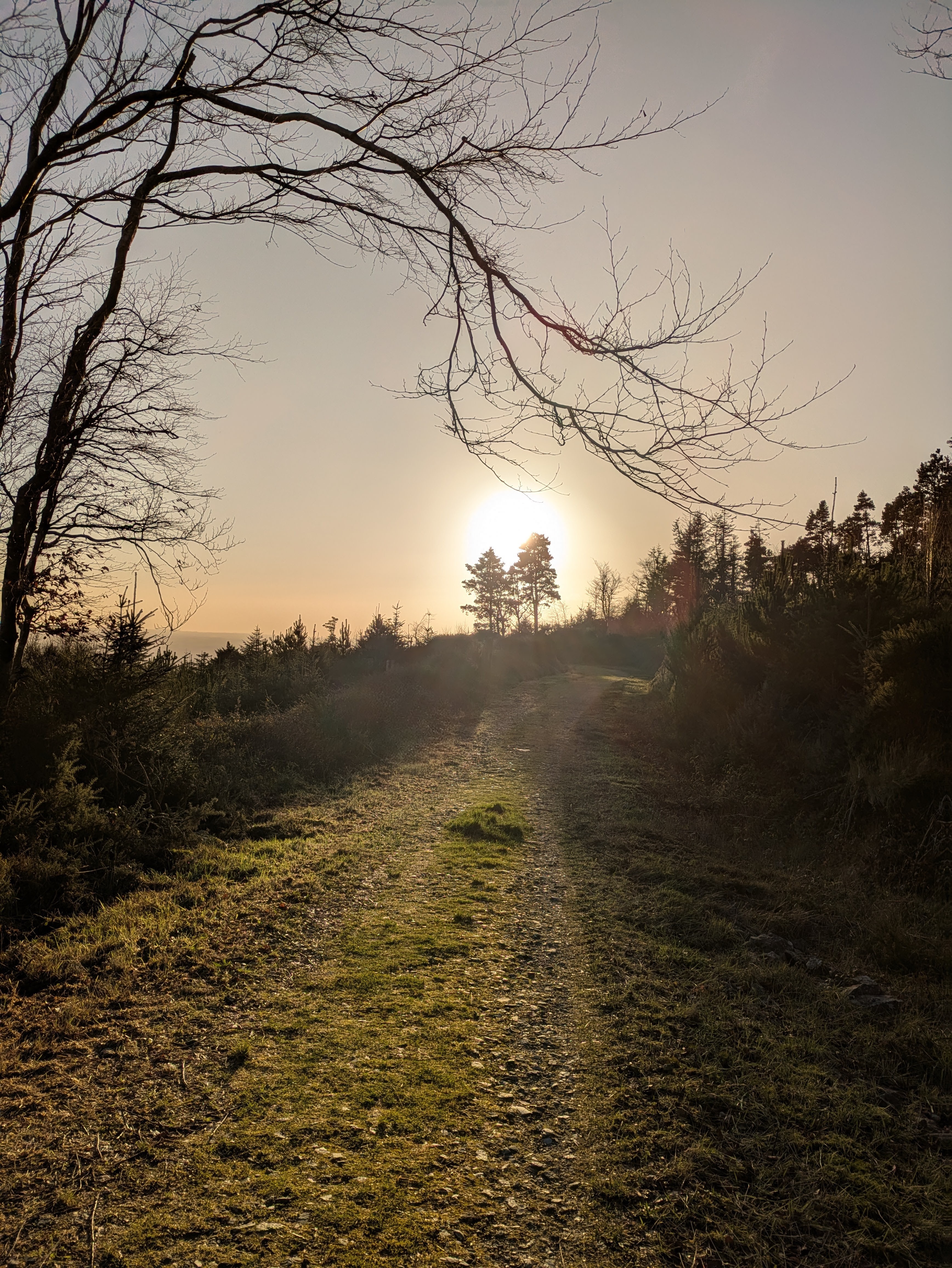 Sunlit trees in landscape