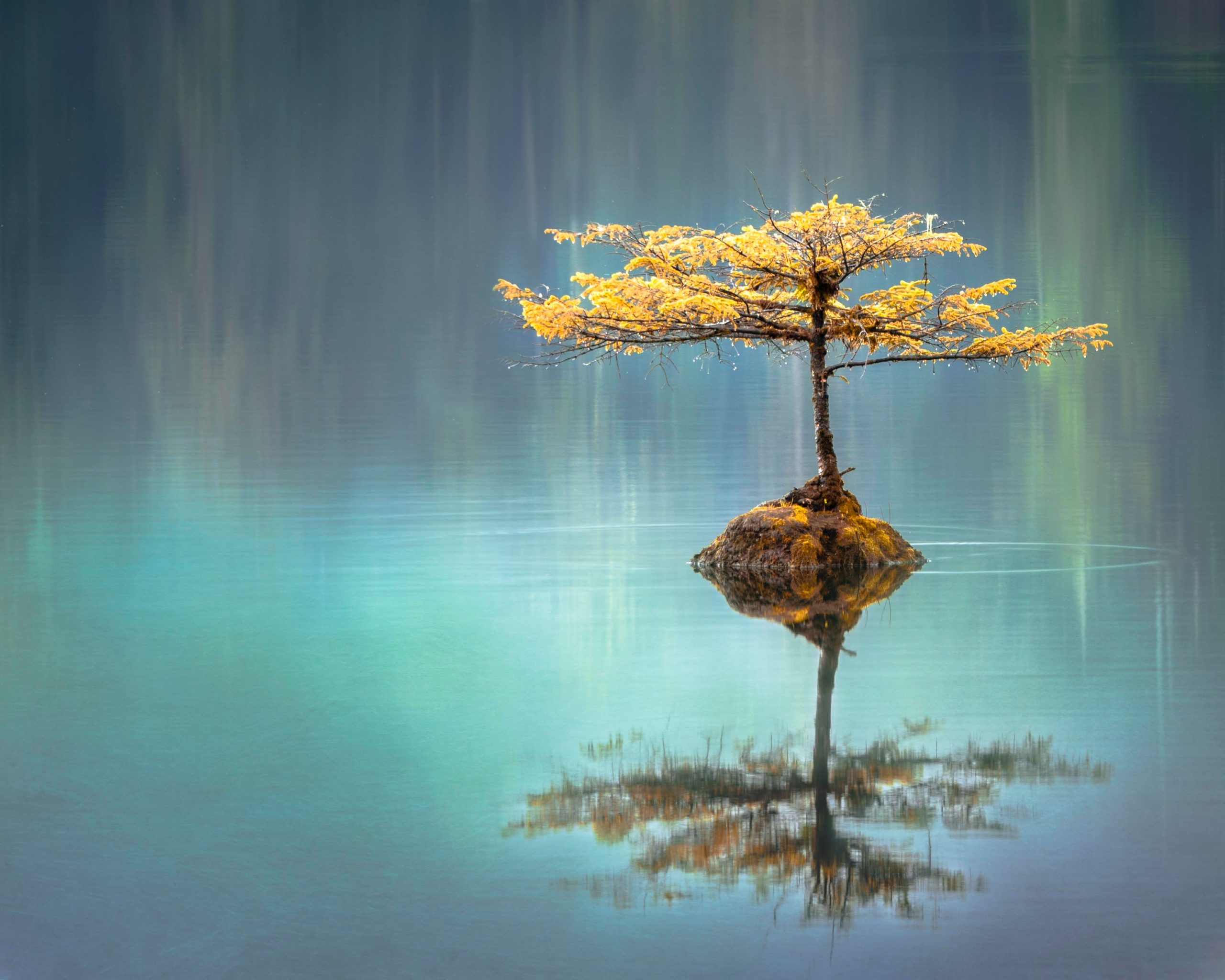 A lone tree beside a still lake